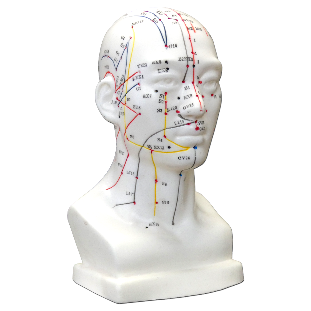 Hwato Akupunkturní model hlavy, 19 cm