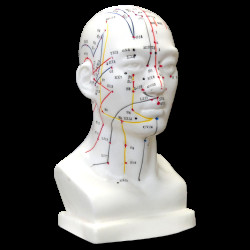 Hwato Akupunkturní model hlavy, 19 cm